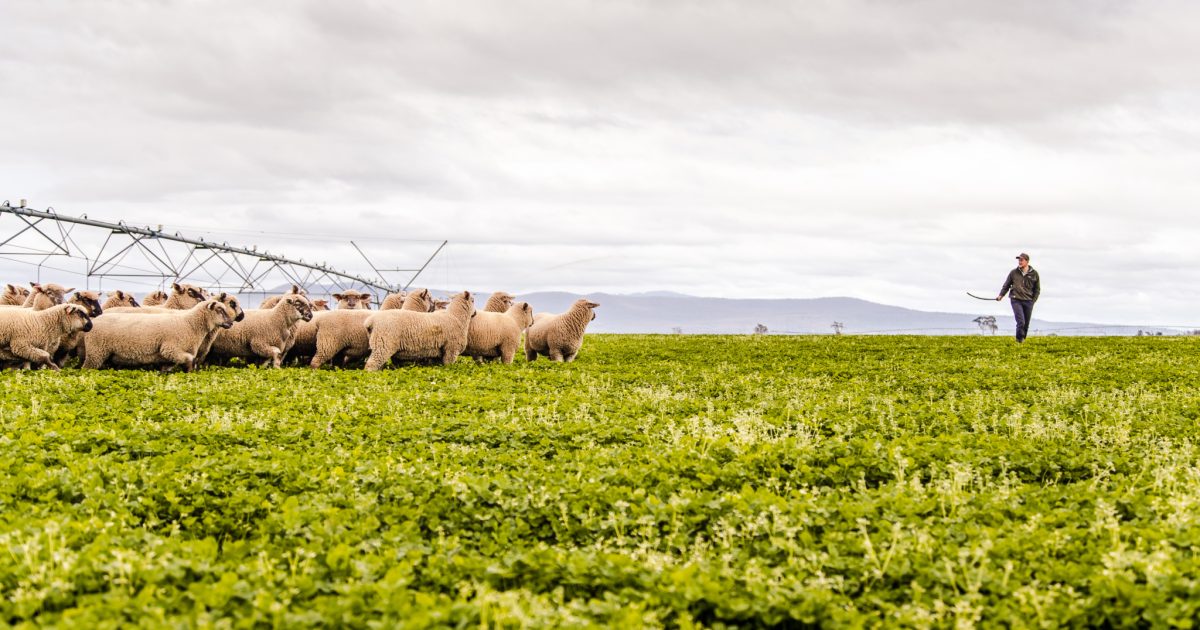 Lamb of Tasmania Our Story